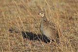 Lesser Prairie-Chickenborder=